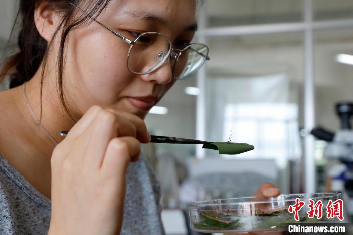图为云百草实验室博士研究生正在观察新采集的虫草。 李嘉娴 摄