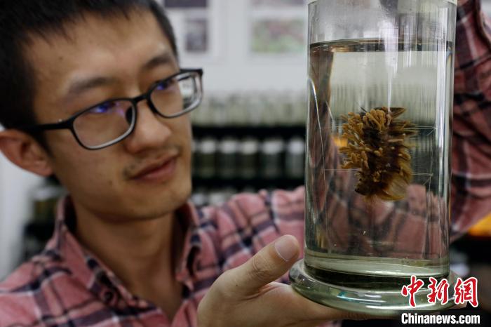 图为云百草实验室博士研究生正在观察新采集的虫草。 李嘉娴 摄