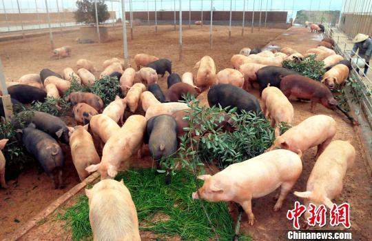 数十头肥猪在啃食树叶和青草。 王成前 摄