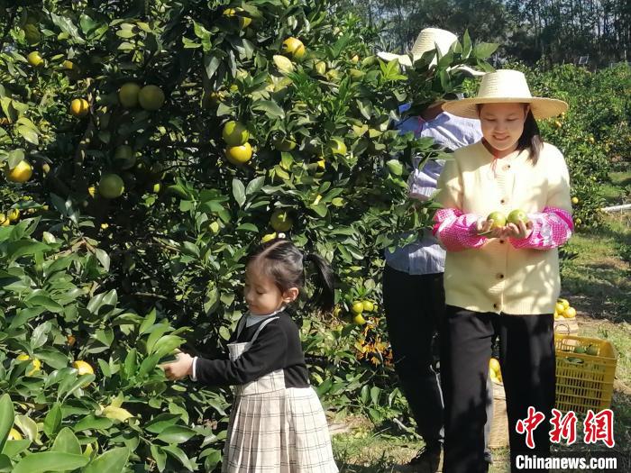 “中国橙乡”广东廉江红橙上市政府企业联手惠农