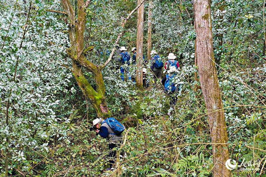 专家们深入福建省光泽县寨里镇境内考察武夷山国家公园西区森林生态系统。人民网 焦艳摄