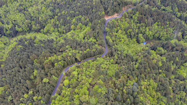 柏油公路穿林区而过。冯相清摄