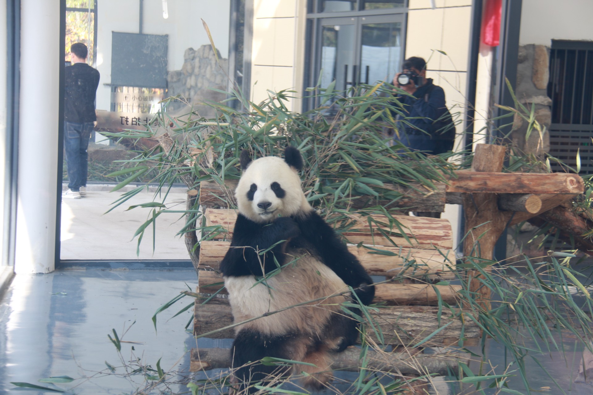 入园大熊猫状态良好  胡峰  摄1.jpg