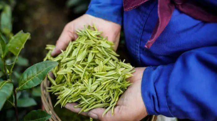 资料图：刚采摘下的安吉白茶。张卉 摄