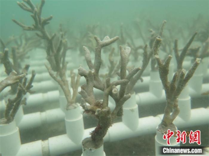 热海所培育的珊瑚苗 受访者供图